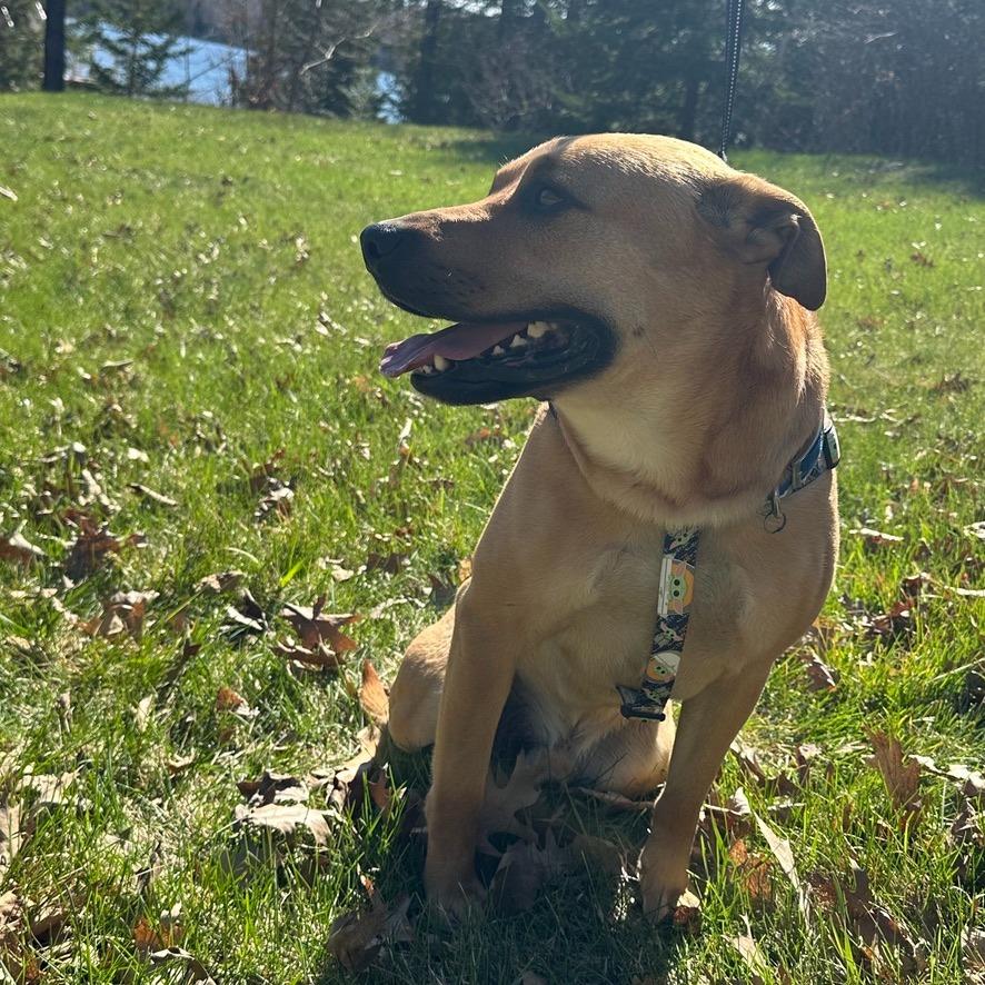 Buster, Adoptable, Young Male Labrador Retriever & Pit Bull Terrier.