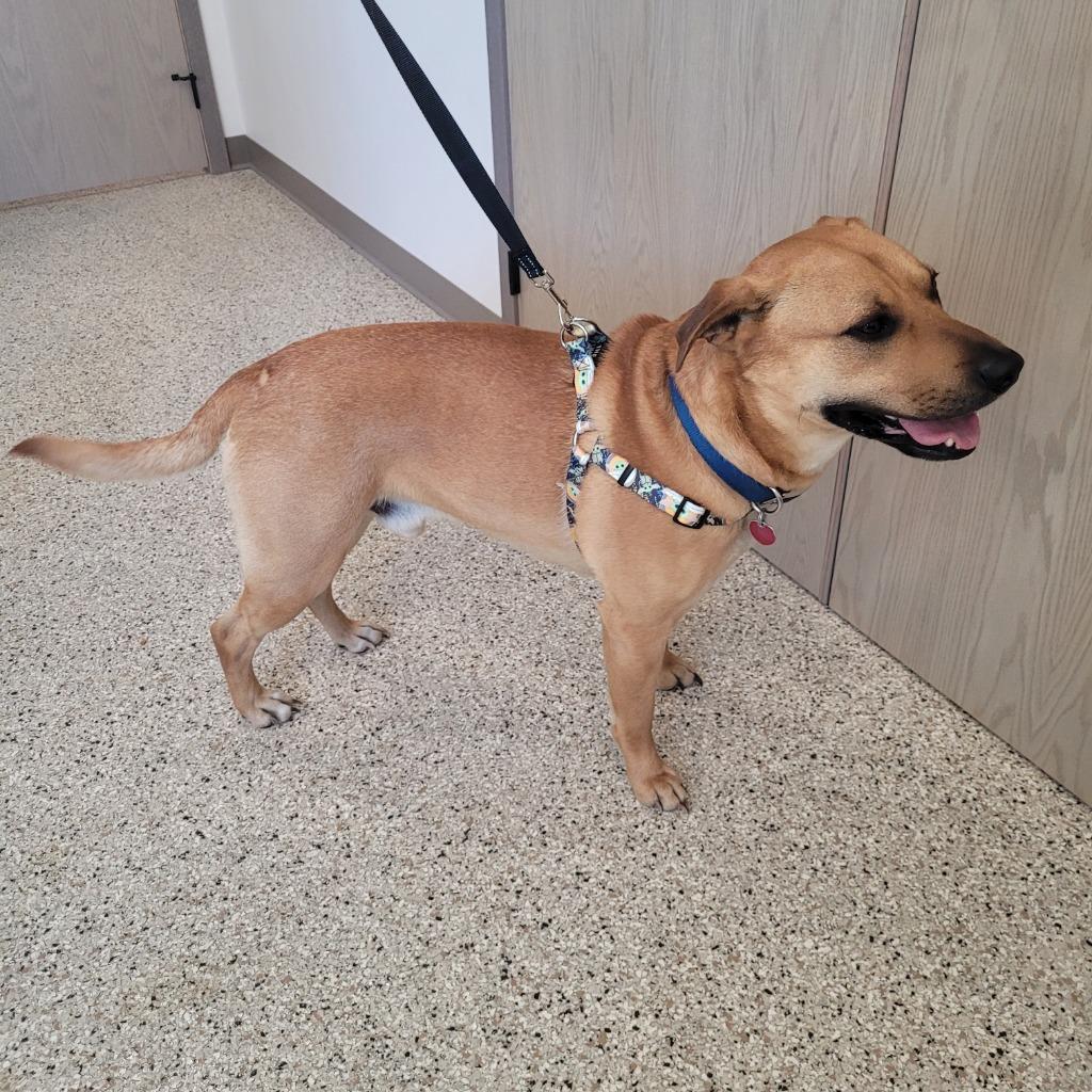 Enlarge Buster, a Adoptable mixed breed in Grand Rapids, MN image 2/4