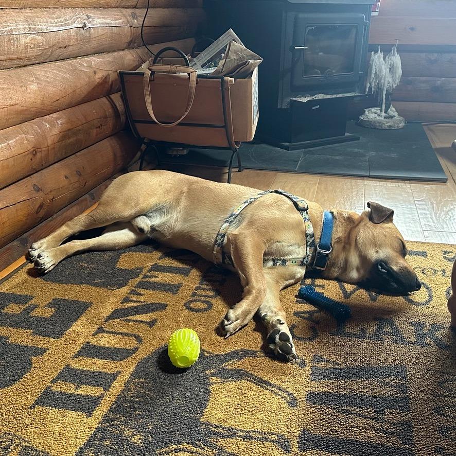 Enlarge Buster, a Adoptable mixed breed in Grand Rapids, MN image 3/4