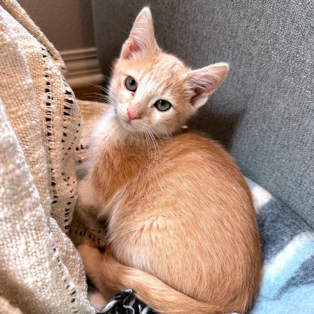 Dustin, a Adoptable Domestic Short Hair in Escondido, CA image 1/2