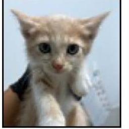 Dustin, a Adoptable Domestic Short Hair in Escondido, CA image 2/2