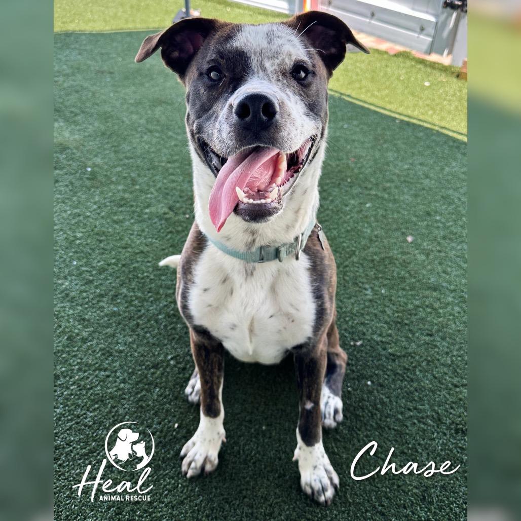 Chase, Adoptable, Young Male Australian Cattle Dog / Blue Heeler & Pit Bull Terrier.