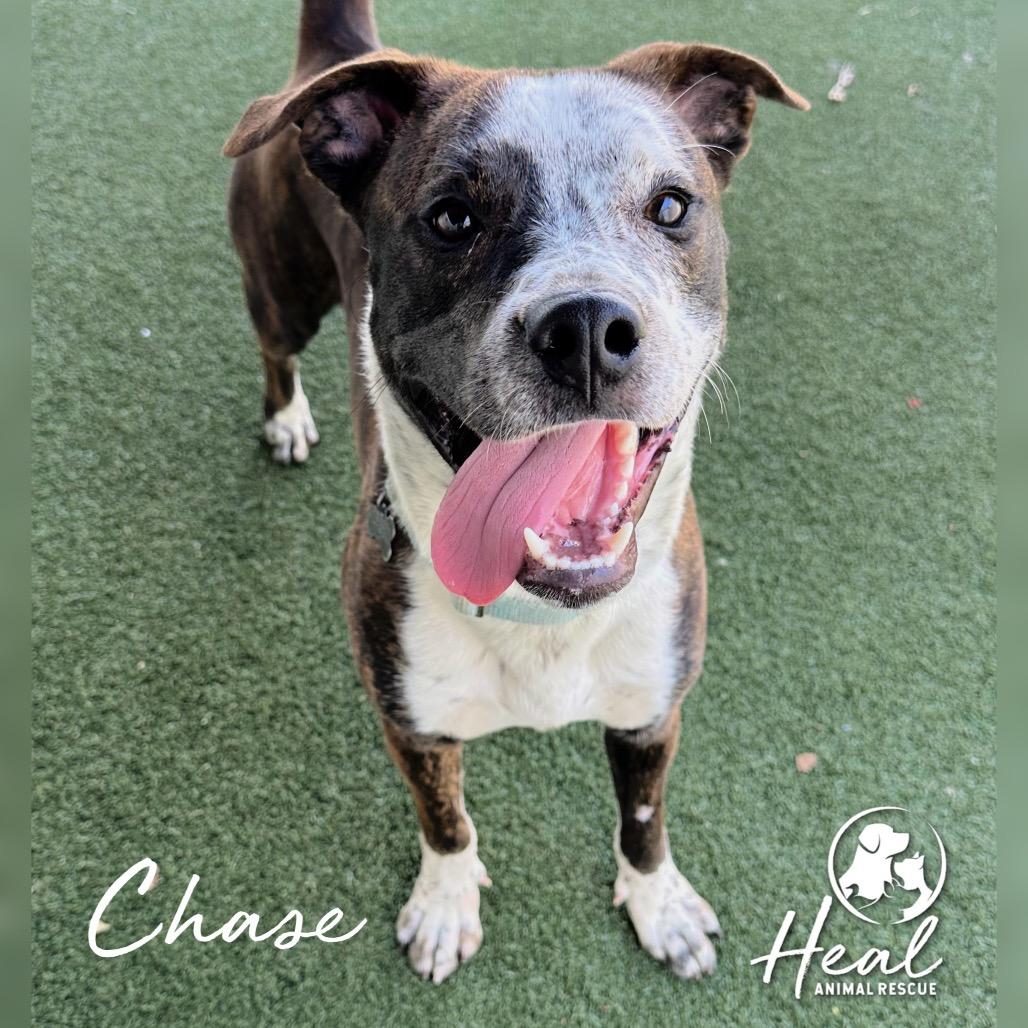 Chase, a Adoptable mixed breed in Youngwood, PA image 2/3