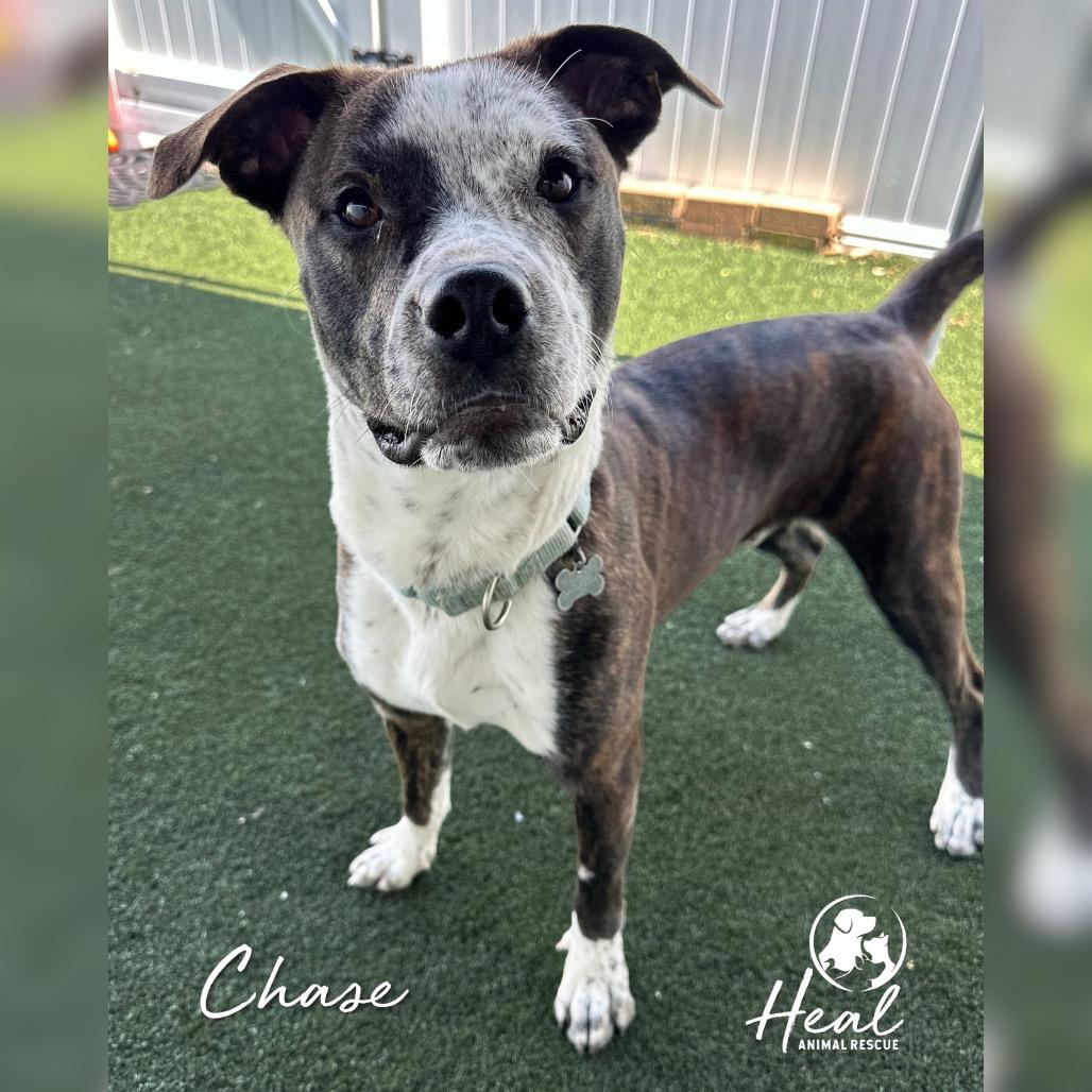 Chase, a Adoptable mixed breed in Youngwood, PA image 3/3