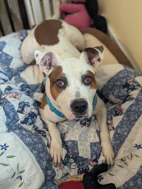 Kendrick, Adoptable, Adult Male Pit Bull Terrier.