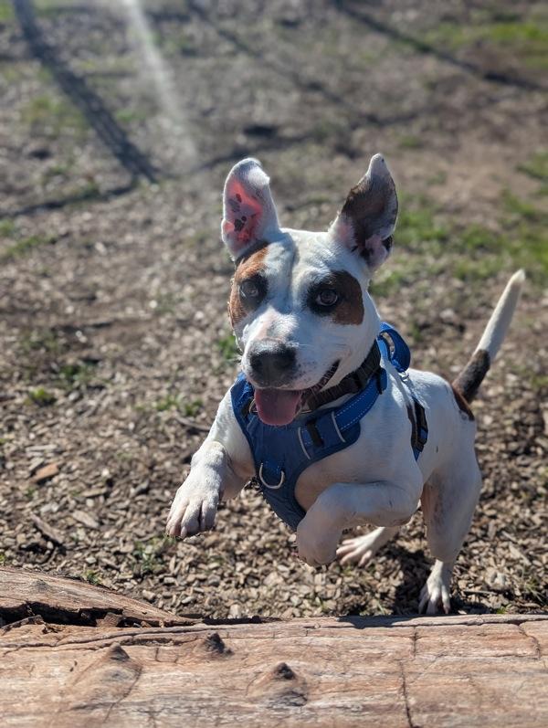 Enlarge Kendrick, a Adoptable mixed breed in Santa Rosa, CA image 2/4