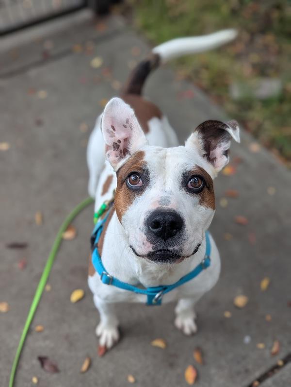 Enlarge Kendrick, a Adoptable mixed breed in Santa Rosa, CA image 4/4