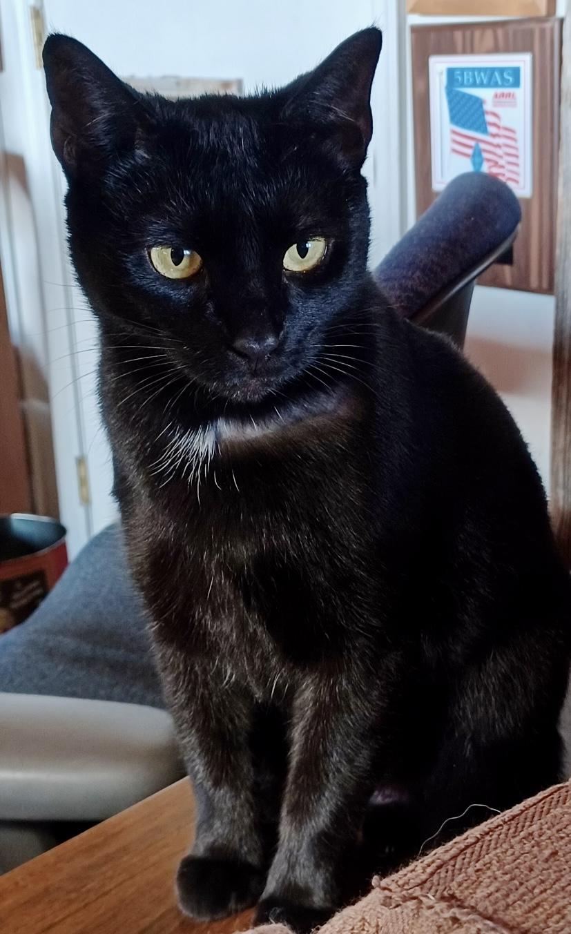 Enlarge Kitty, an adopted Domestic Short Hair in Fayetteville, NC image 4/6