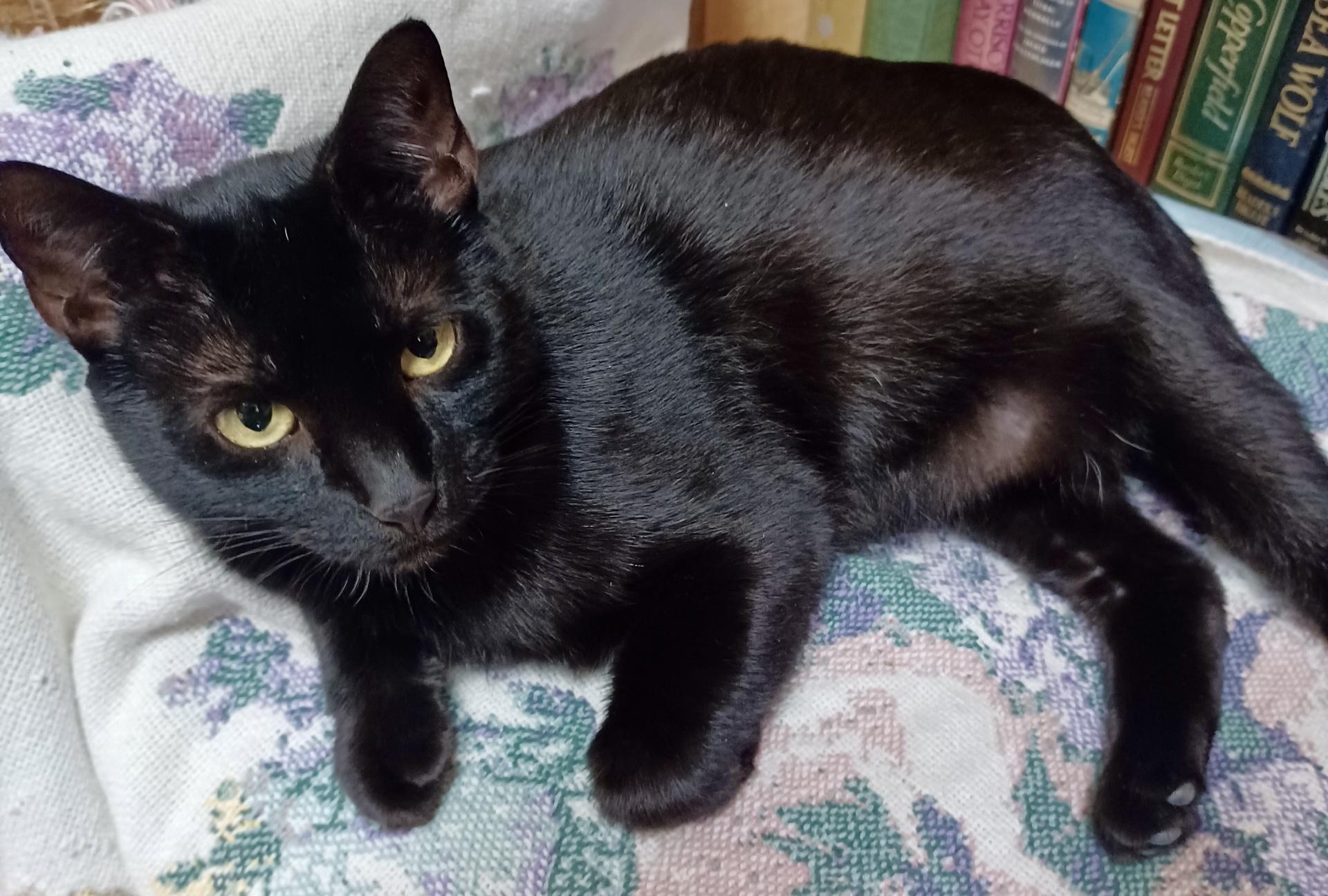 Enlarge Kitty, an adopted Domestic Short Hair in Fayetteville, NC image 2/6