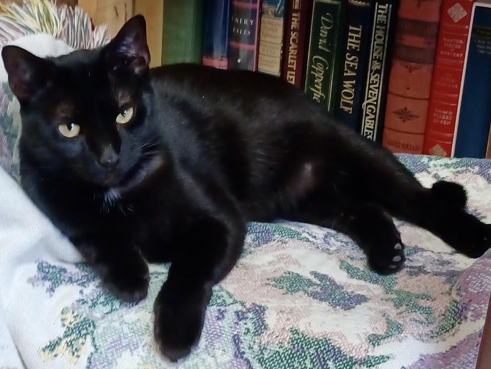 Enlarge Kitty, an adopted Domestic Short Hair in Fayetteville, NC image 6/6