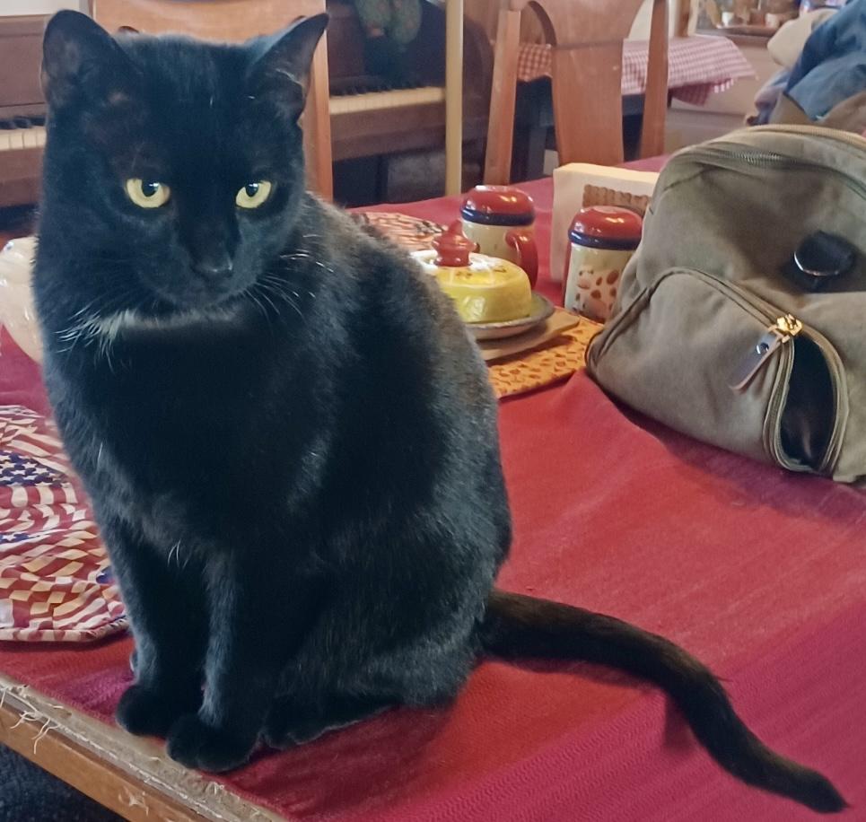 Enlarge Kitty, an adopted Domestic Short Hair in Fayetteville, NC image 1/6