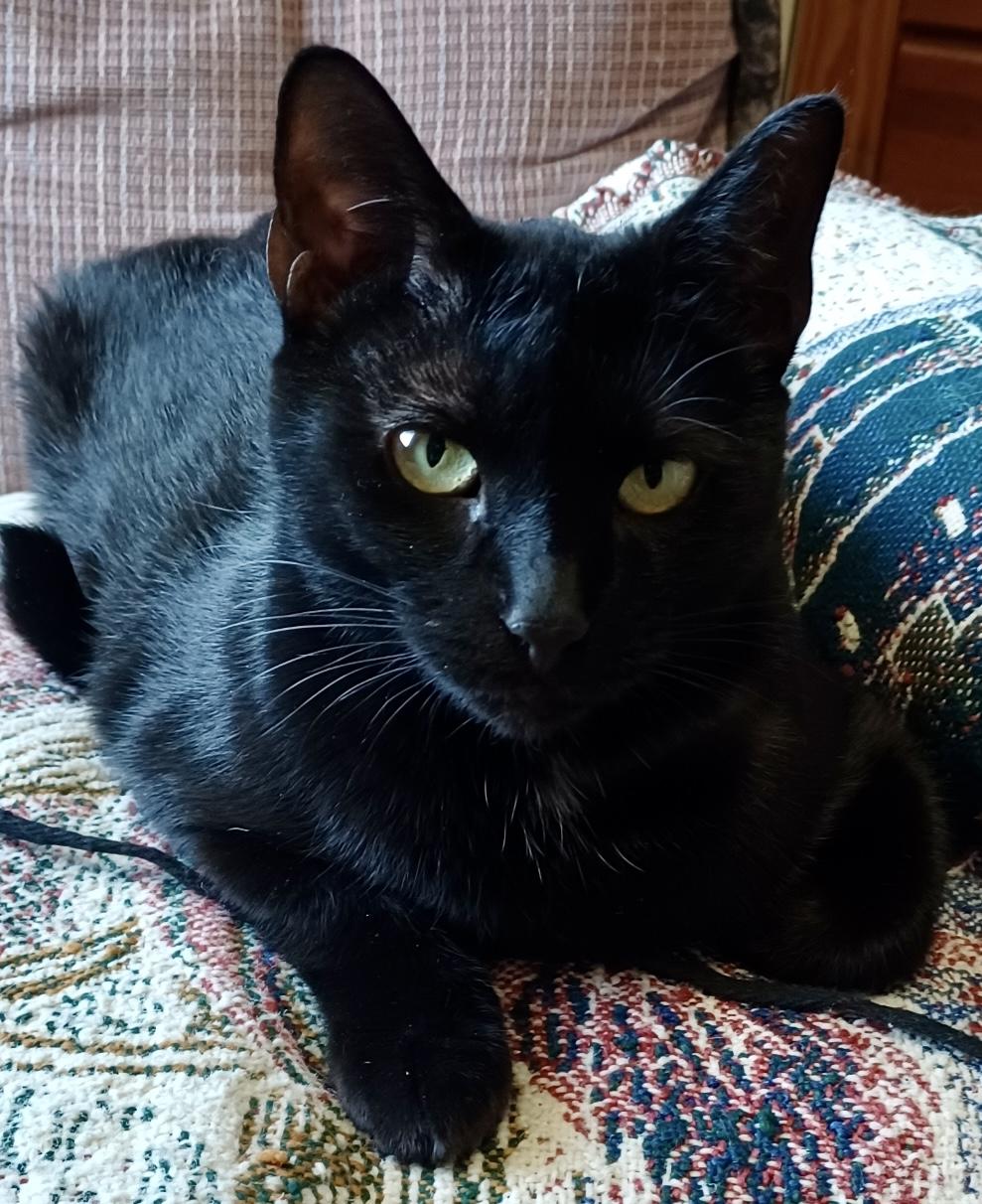 Enlarge Kitty, an adopted Domestic Short Hair in Fayetteville, NC image 5/6