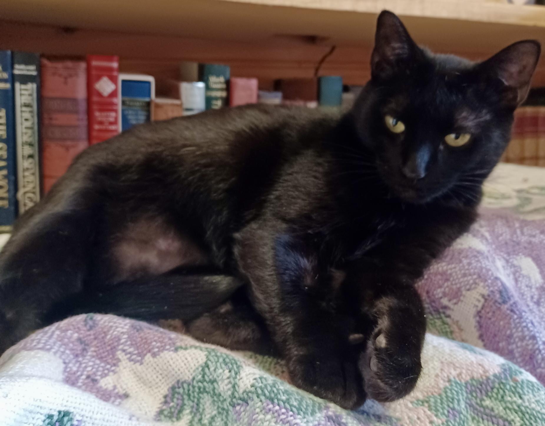 Enlarge Kitty, an adopted Domestic Short Hair in Fayetteville, NC image 3/6