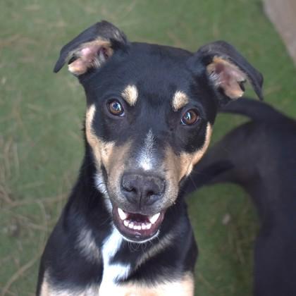 Siwi, ADOPTABLE, Young Male Catahoula Leopard Dog.