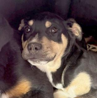 Enlarge Siwi, a ADOPTABLE mixed breed in Flagstaff, AZ image 3/3