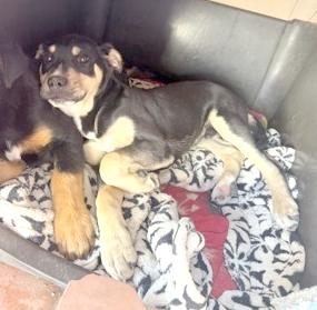 Siwi, ADOPTABLE, Young Male Catahoula Leopard Dog.