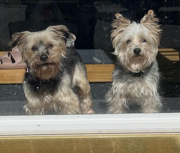 Enlarge Roxy and Zoey (Bonded Pair) , a ADOPTABLE Yorkshire Terrier in Taunton, MA image 1/6