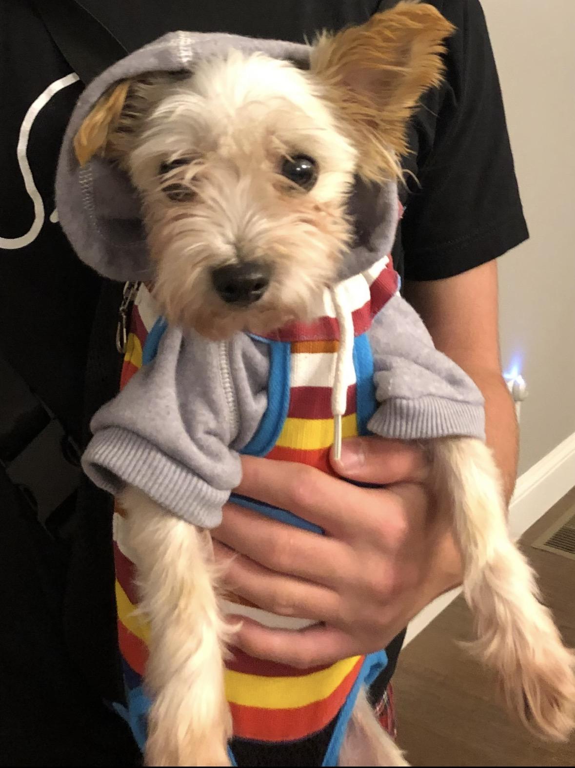 Enlarge Roxy and Zoey (Bonded Pair) , a ADOPTABLE Yorkshire Terrier in Taunton, MA image 6/6