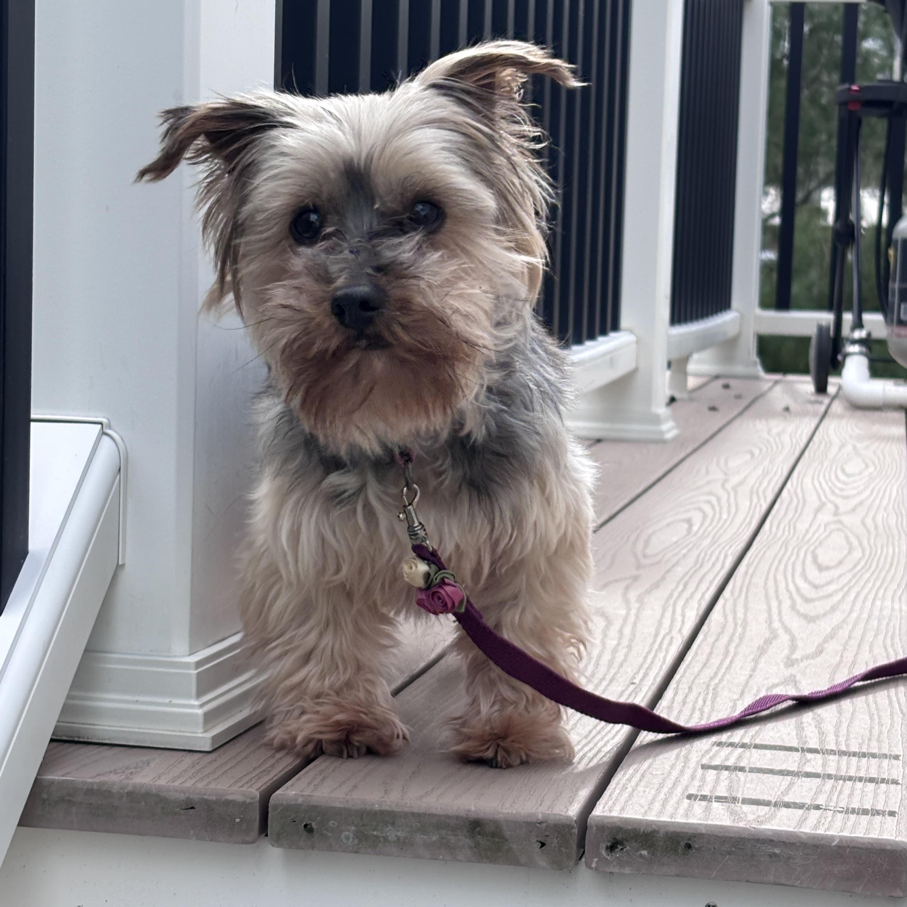 Enlarge Roxy and Zoey (Bonded Pair) , a ADOPTABLE Yorkshire Terrier in Taunton, MA image 5/6