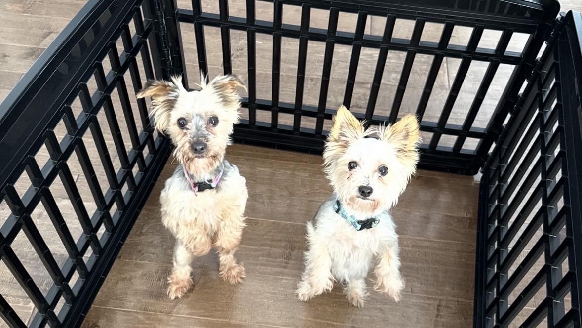Enlarge Roxy and Zoey (Bonded Pair) , a ADOPTABLE Yorkshire Terrier in Taunton, MA image 3/6