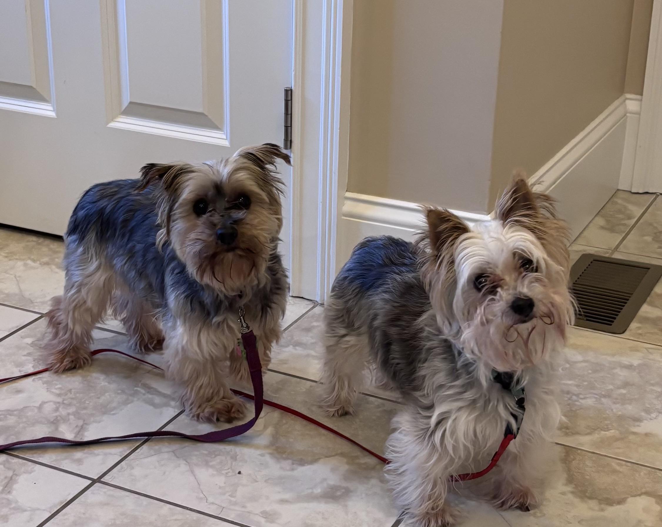 Enlarge Roxy and Zoey (Bonded Pair) , a ADOPTABLE Yorkshire Terrier in Taunton, MA image 2/6