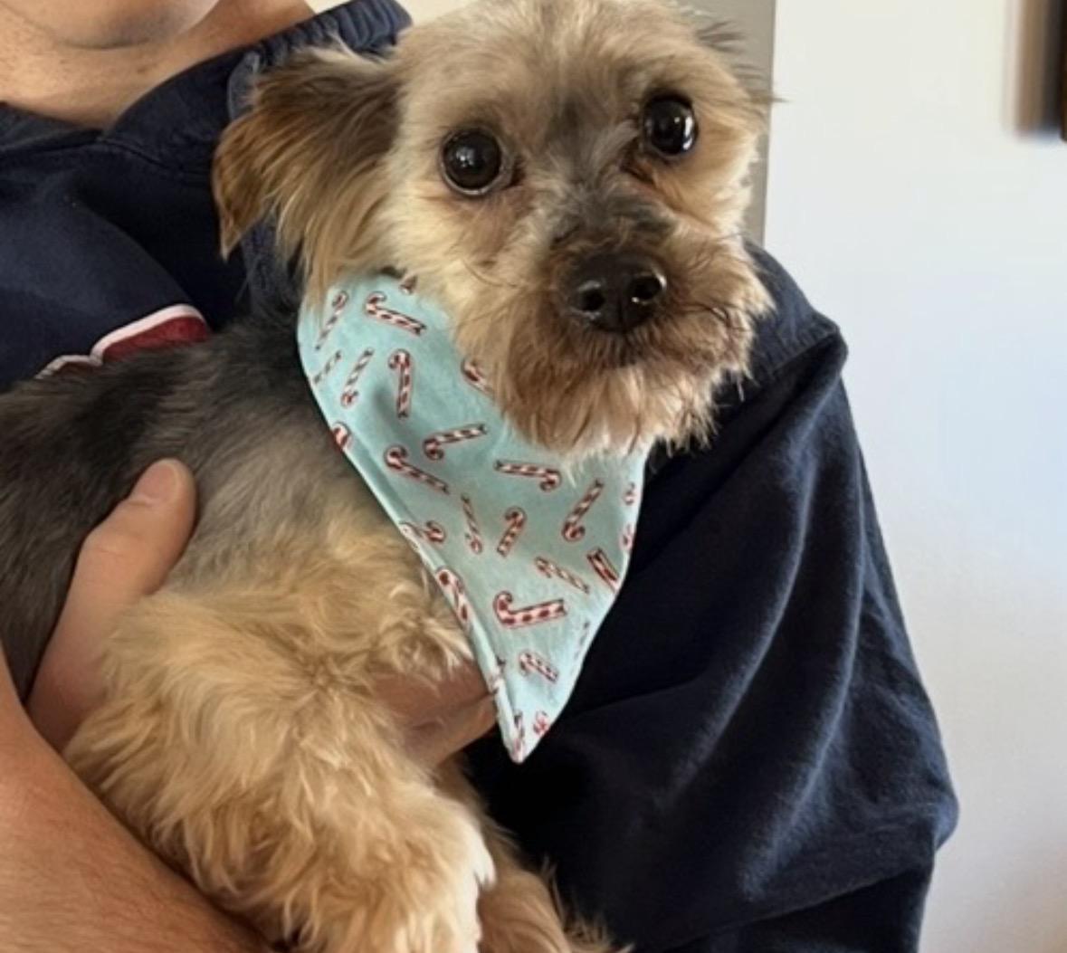Enlarge Roxy and Zoey (Bonded Pair) , a ADOPTABLE Yorkshire Terrier in Taunton, MA image 5/6