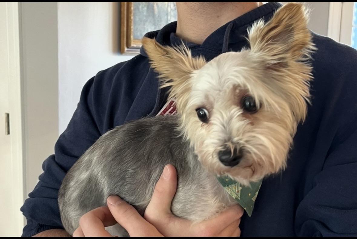 Enlarge Roxy and Zoey (Bonded Pair) , a ADOPTABLE Yorkshire Terrier in Taunton, MA image 4/6
