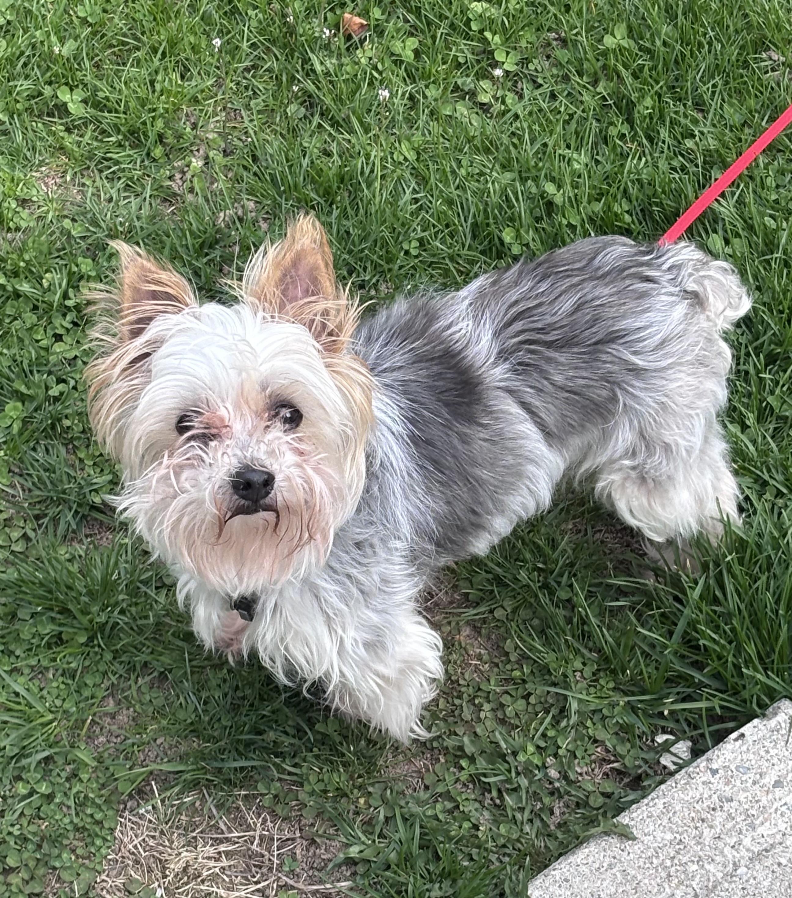 Enlarge Roxy and Zoey (Bonded Pair) , a ADOPTABLE Yorkshire Terrier in Taunton, MA image 4/6