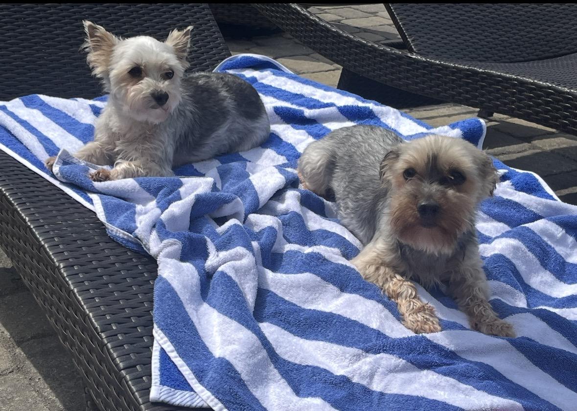 Roxy and Zoey (Bonded Pair) , ADOPTABLE, Adult Female Yorkshire Terrier.