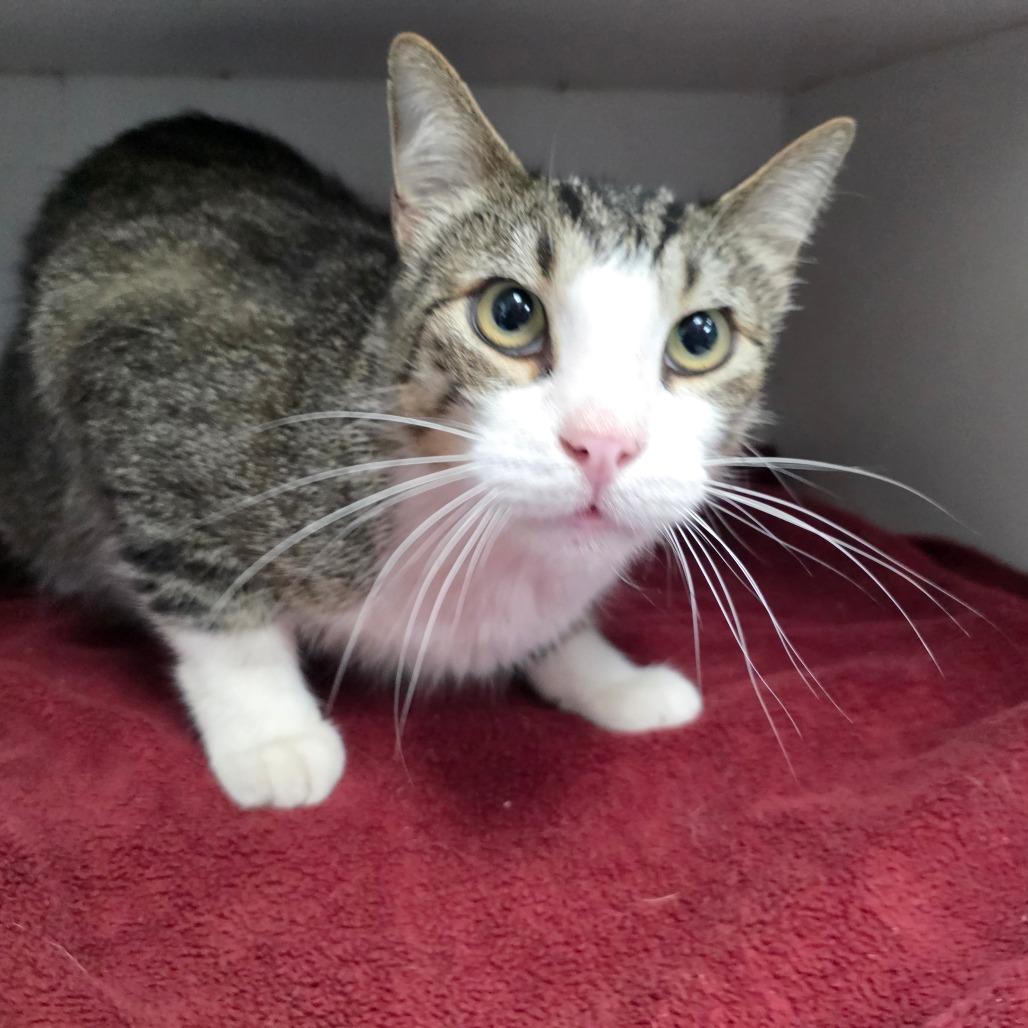 Big Mac, Adoptable, Adult Male Domestic Short Hair.