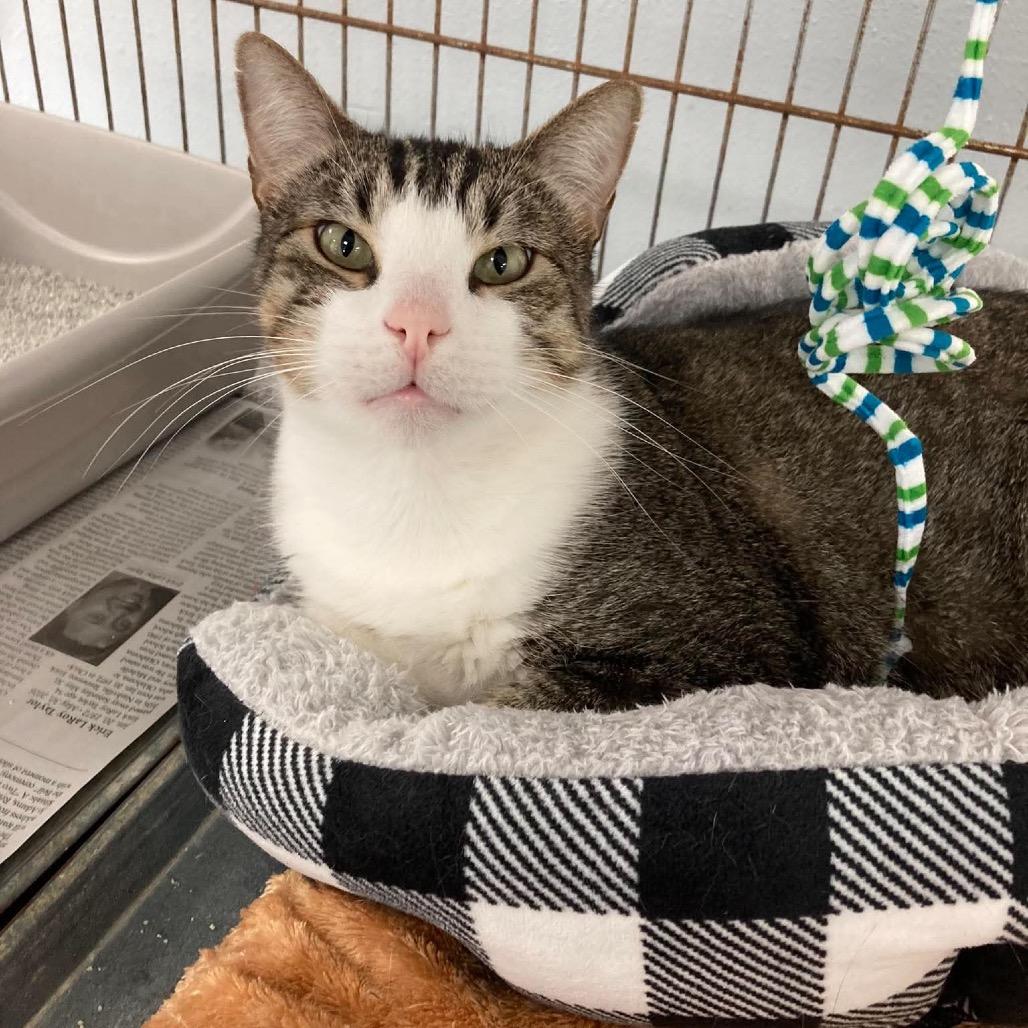 Enlarge Big Mac, a Adoptable Domestic Short Hair in Duncan, OK image 2/2