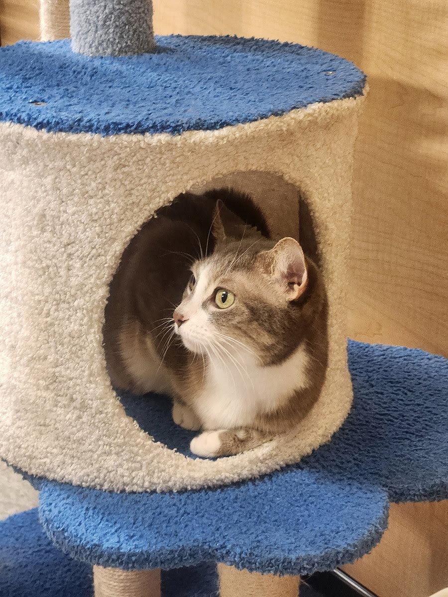 Enlarge Rocket, a Adoptable Domestic Short Hair in Wheaton, IL image 1/3