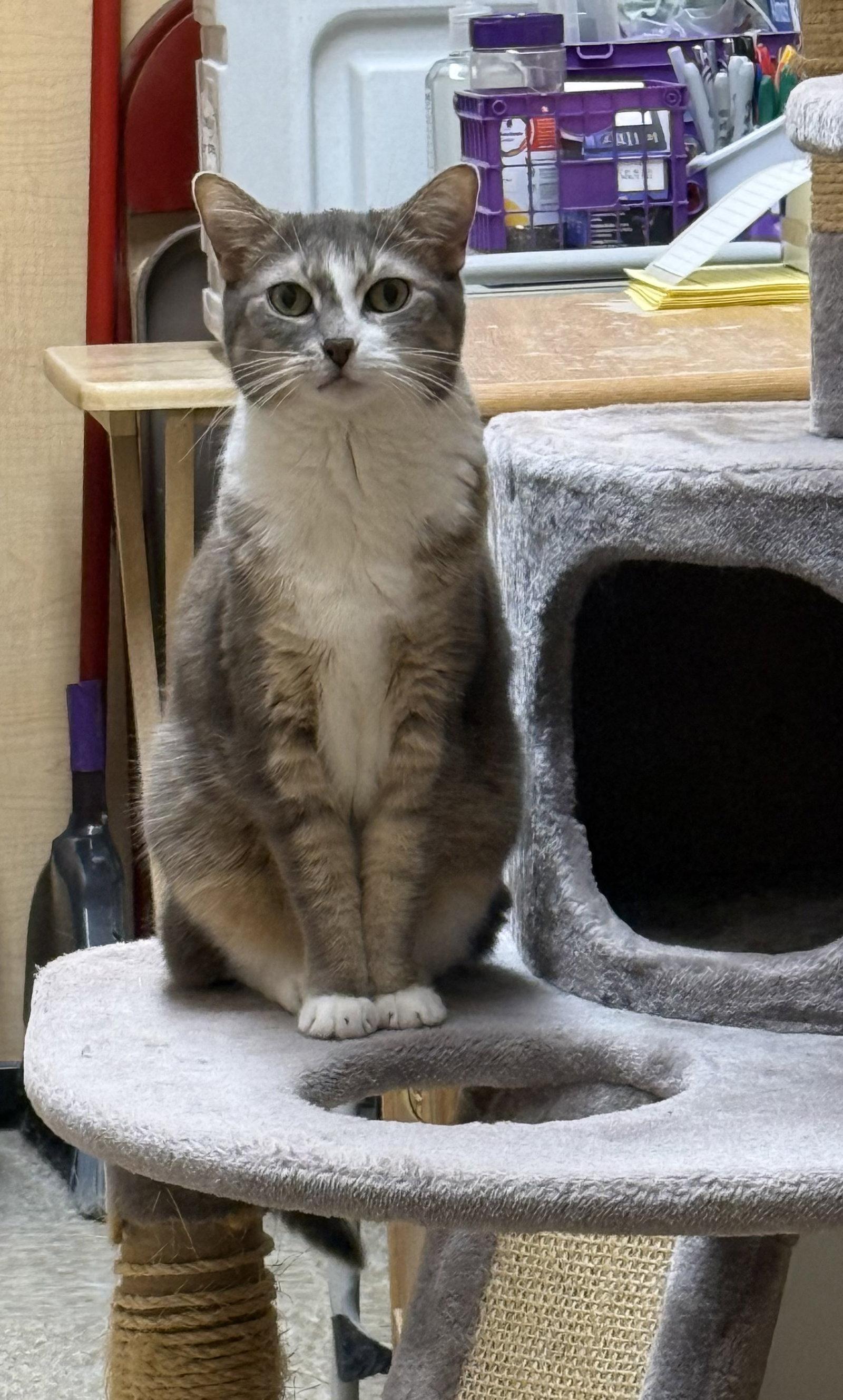 Enlarge Rocket, a Adoptable Domestic Short Hair in Wheaton, IL image 2/3