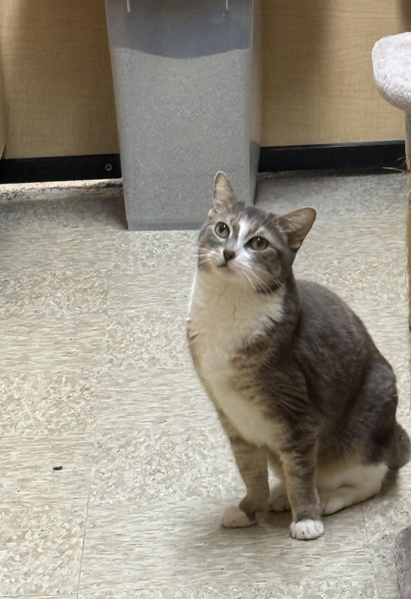 Enlarge Rocket, a Adoptable Domestic Short Hair in Wheaton, IL image 3/3