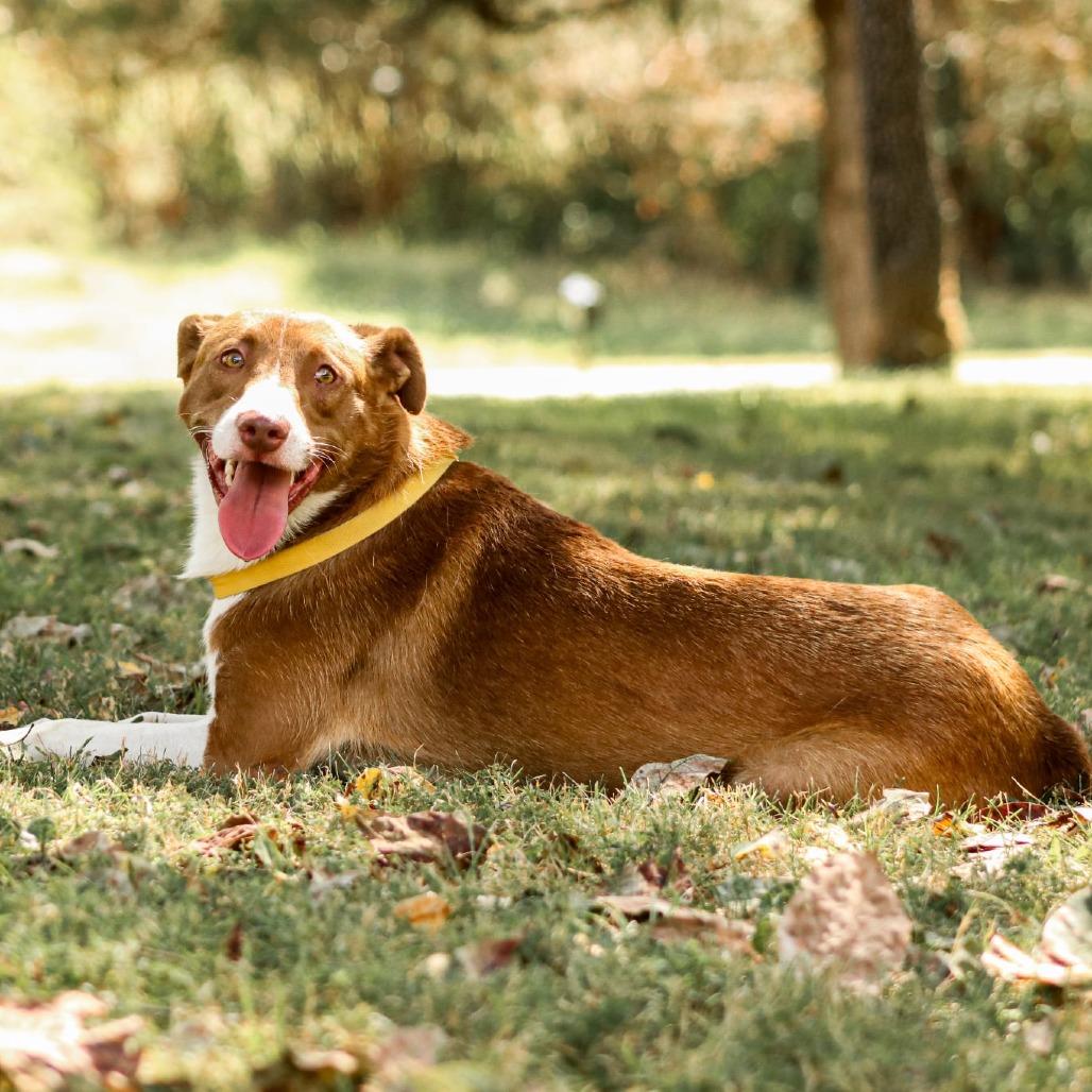 Red Green, Adoptable, Adult Male Labrador Retriever & Mixed Breed.