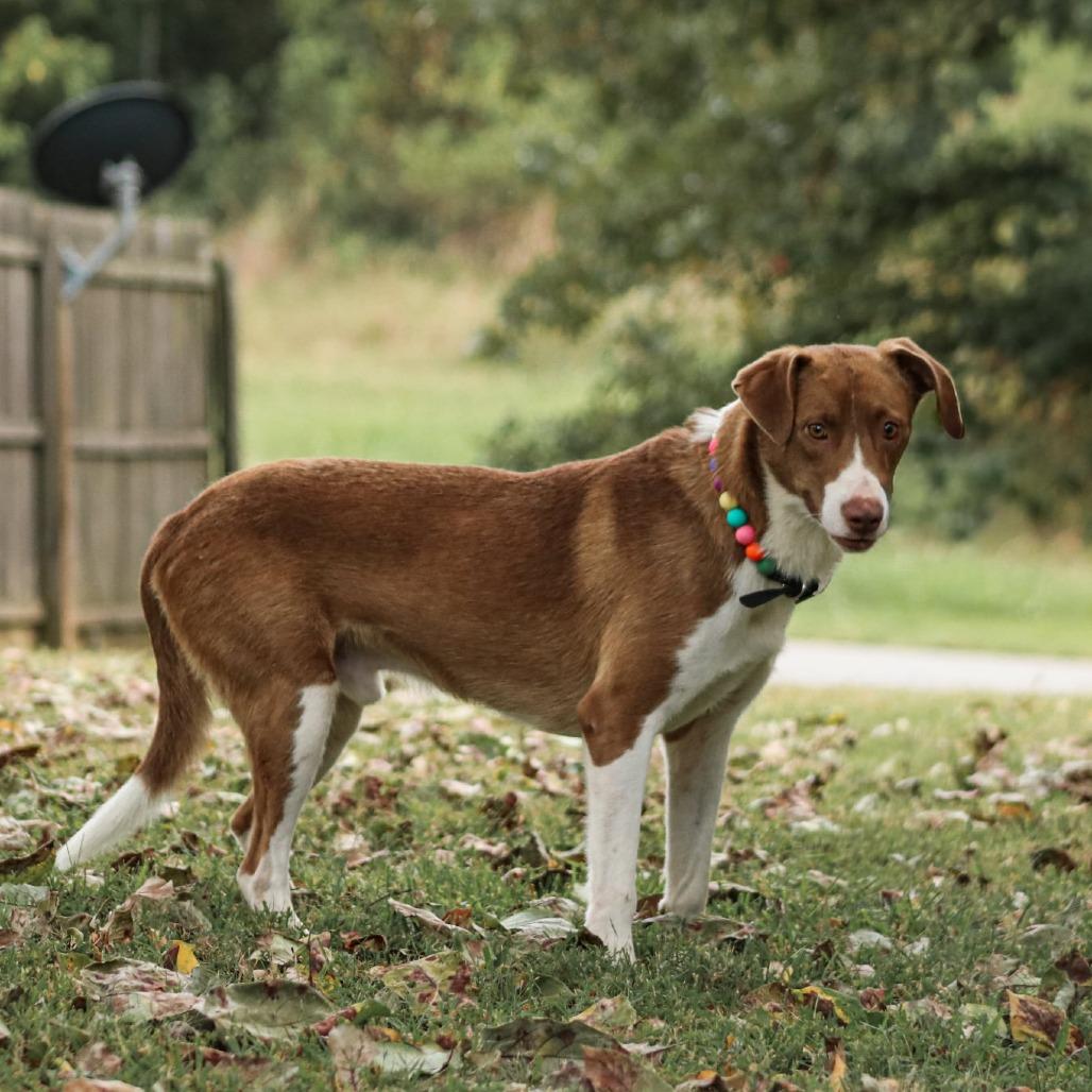 Enlarge Red Green, a Adoptable mixed breed in Madisonville, KY image 2/5