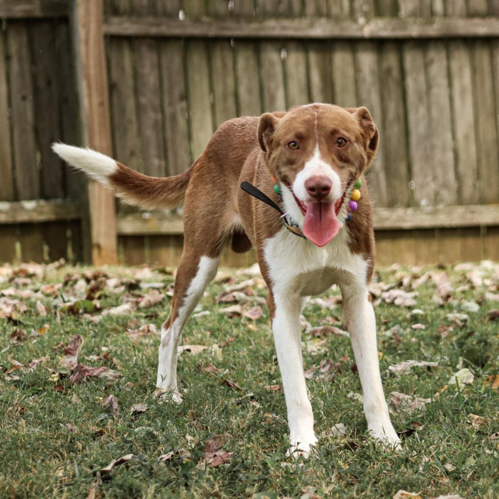 Enlarge Red Green, a Adoptable mixed breed in Madisonville, KY image 3/5