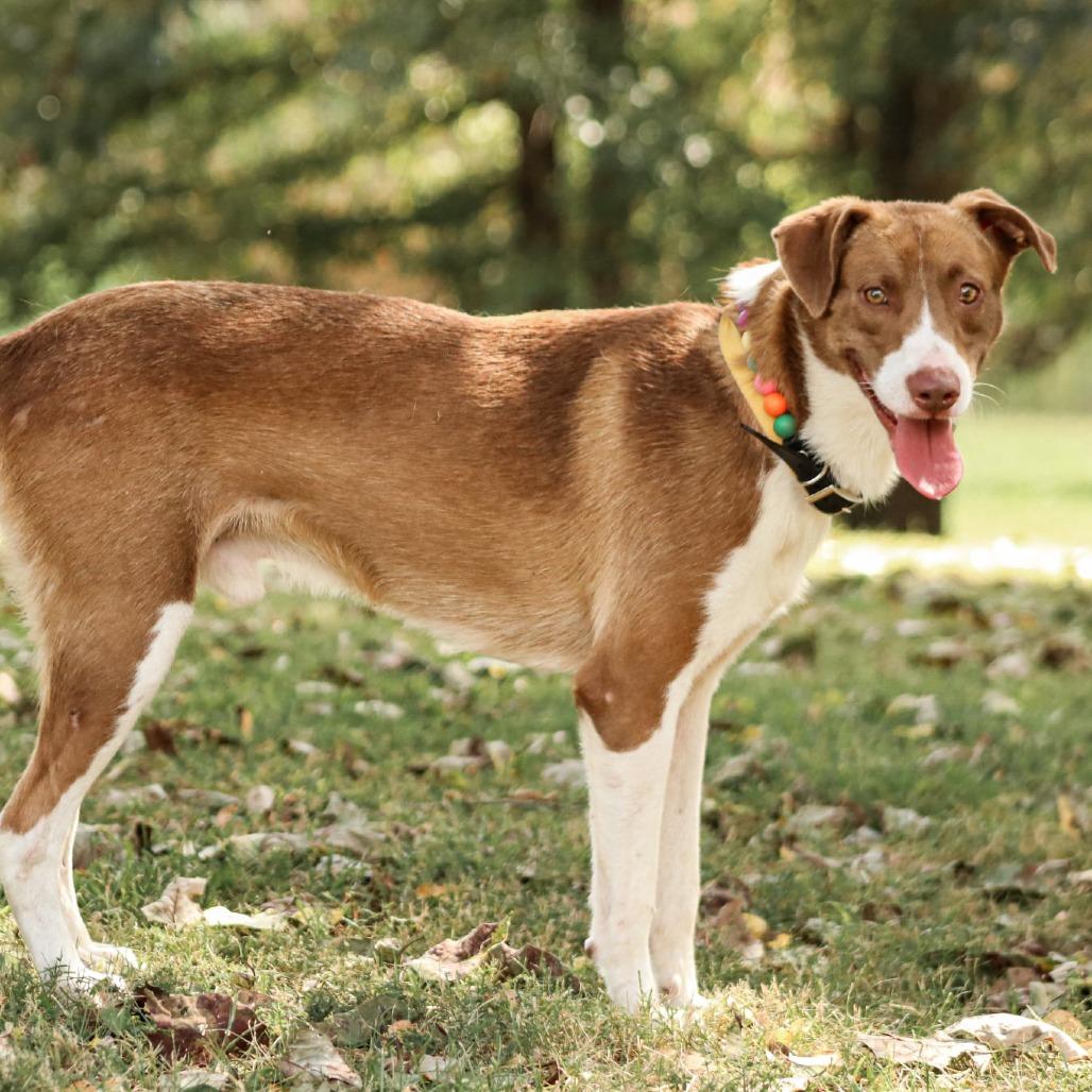 Enlarge Red Green, a Adoptable mixed breed in Madisonville, KY image 4/5