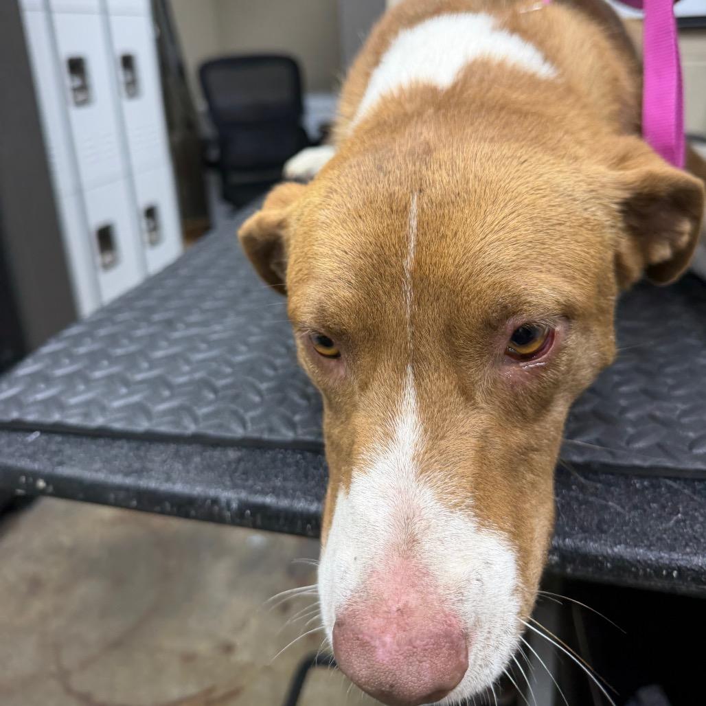 Enlarge Red Green, a Adoptable mixed breed in Madisonville, KY image 5/5