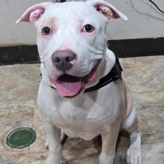 Roscoe, Adoptable, Young Male Pit Bull Terrier.