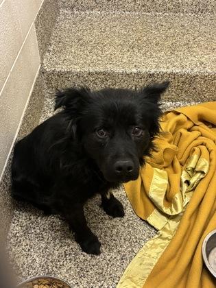Grizzly, Adoptable, Adult Male Chow Chow & Mixed Breed.