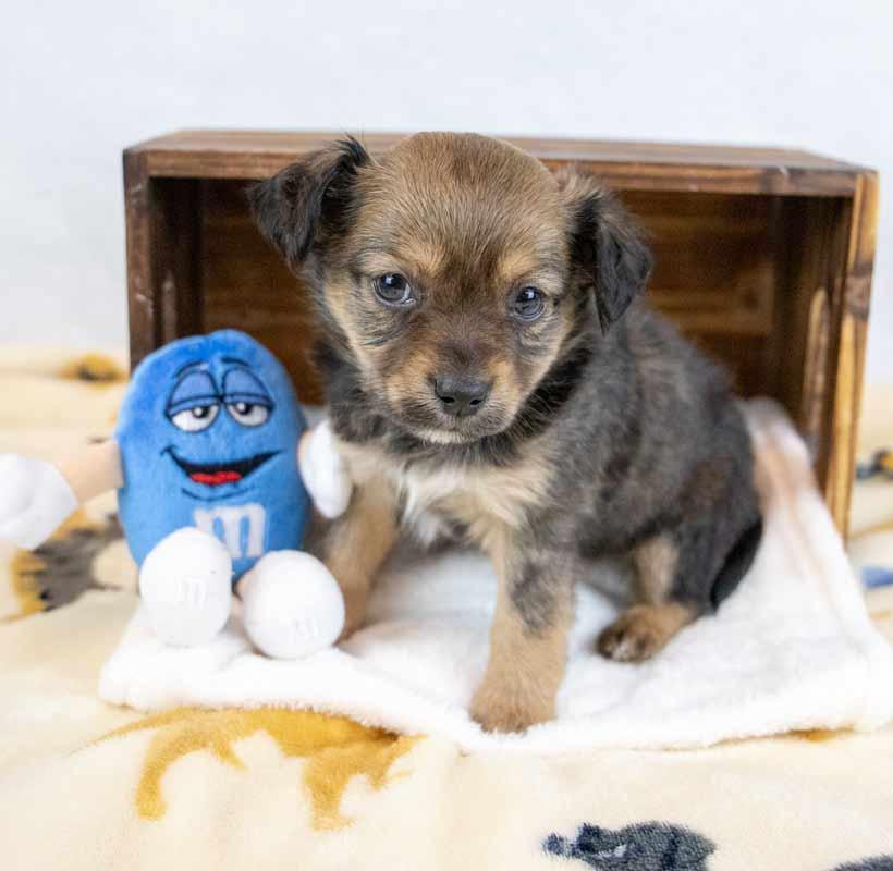 Winky, an adopted mixed breed in Kennesaw, GA image 5/6