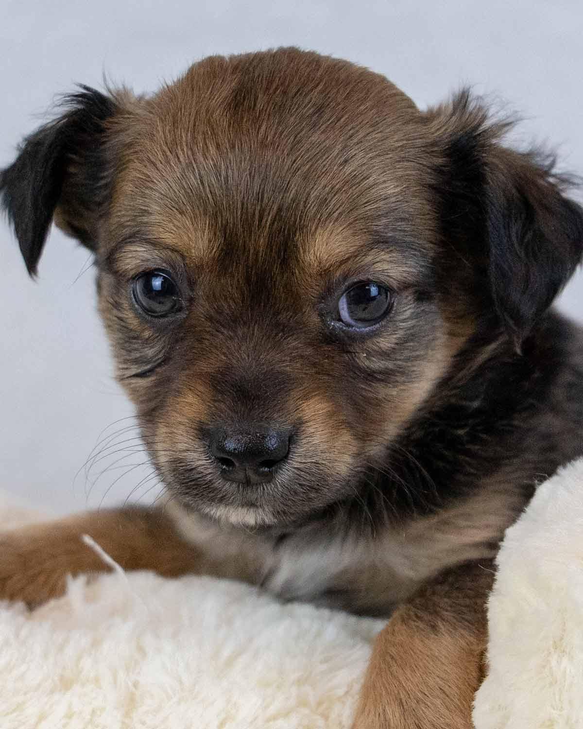 Winky, an adopted mixed breed in Kennesaw, GA image 1/6