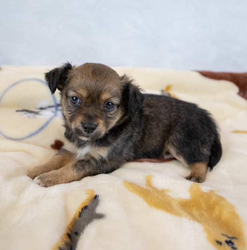 Winky, an adopted mixed breed in Kennesaw, GA image 4/6