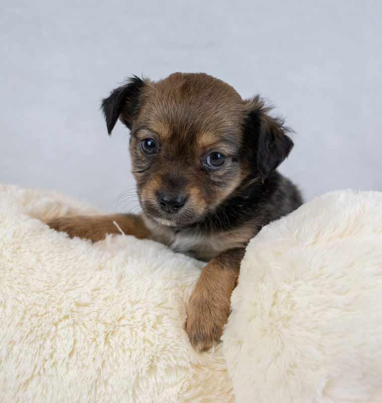 Winky, an adopted mixed breed in Kennesaw, GA image 6/6
