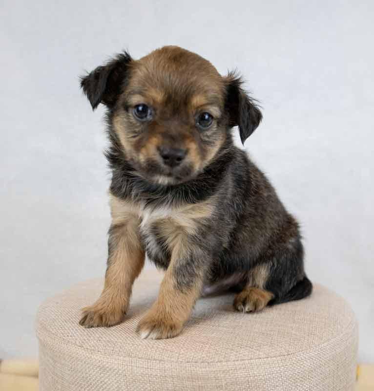 Winky, an adopted mixed breed in Kennesaw, GA image 2/6