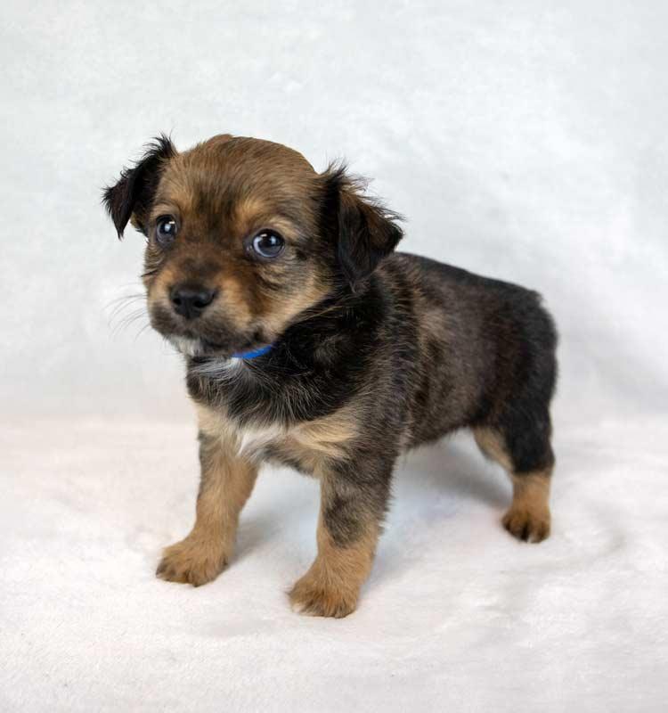 Winky, an adopted mixed breed in Kennesaw, GA image 3/6