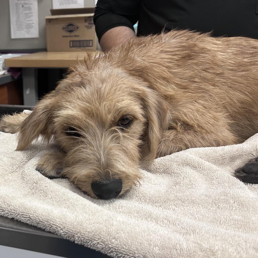 Peyton, Adoptable, Young Male Retriever & Mixed Breed.