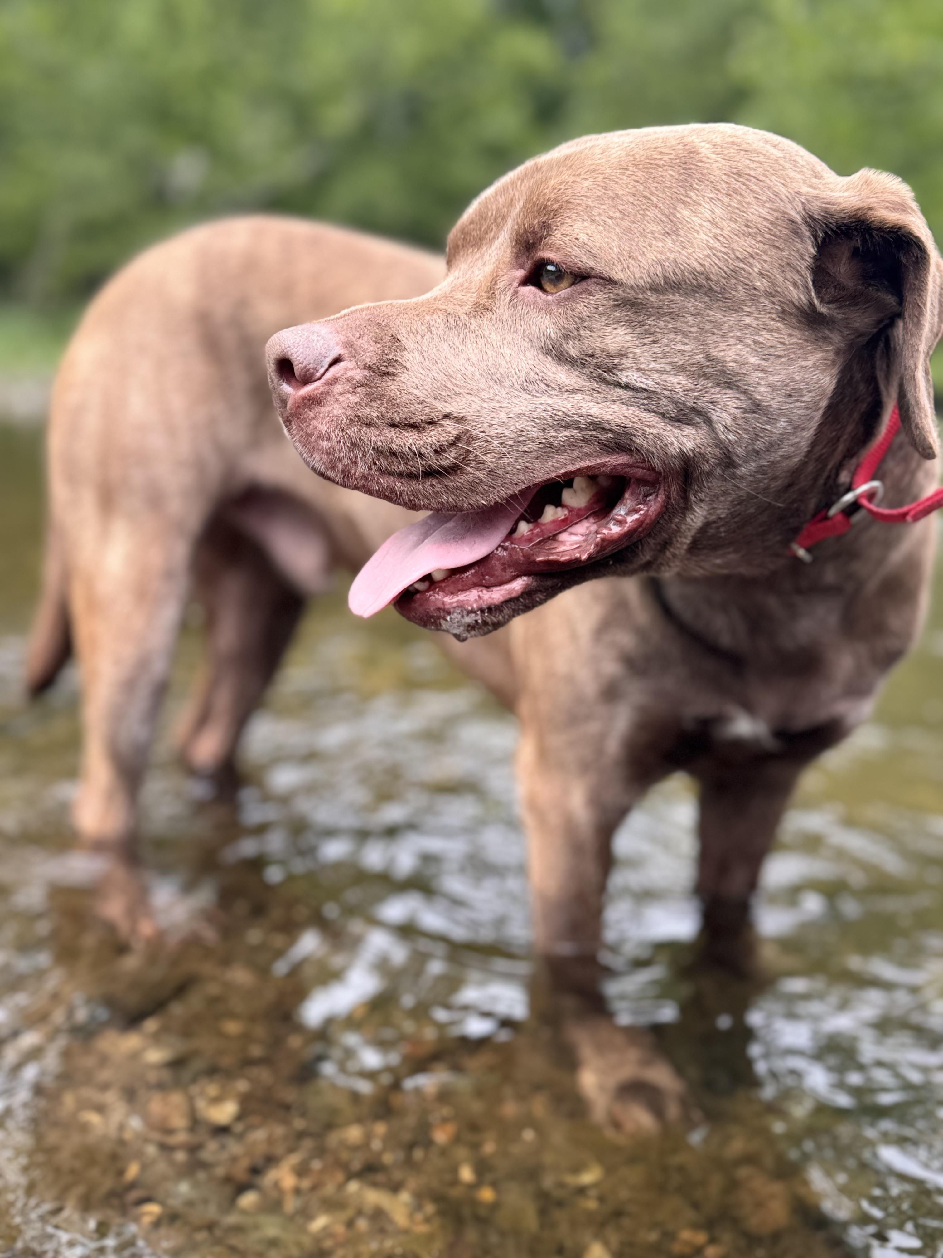 Enlarge Rock Star Remy, a Adoptable mixed breed in Newton, NJ image 3/4