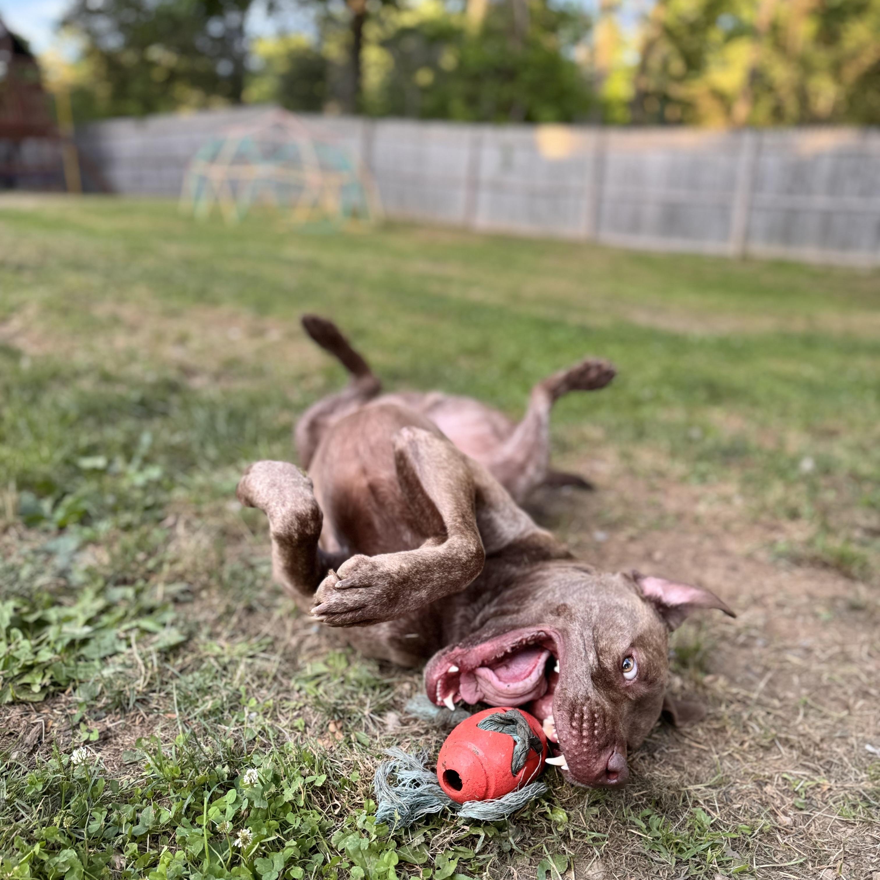 Enlarge Rock Star Remy, a Adoptable mixed breed in Newton, NJ image 2/4